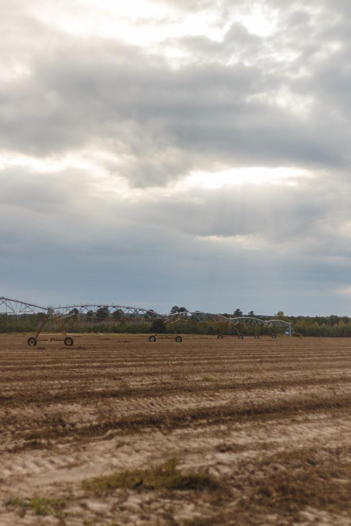 Bluebird Farm Photo