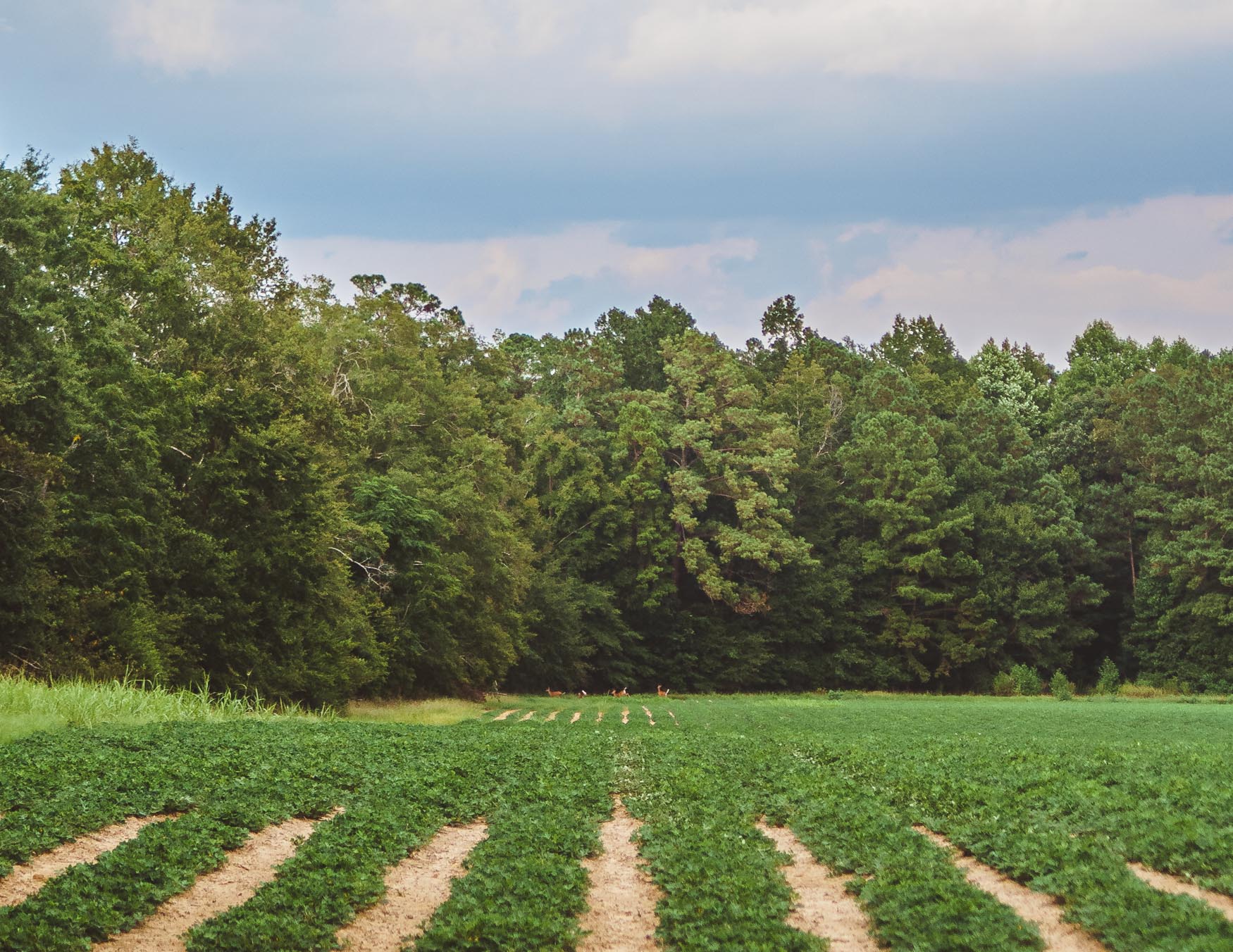 Drone Road Farm Photo