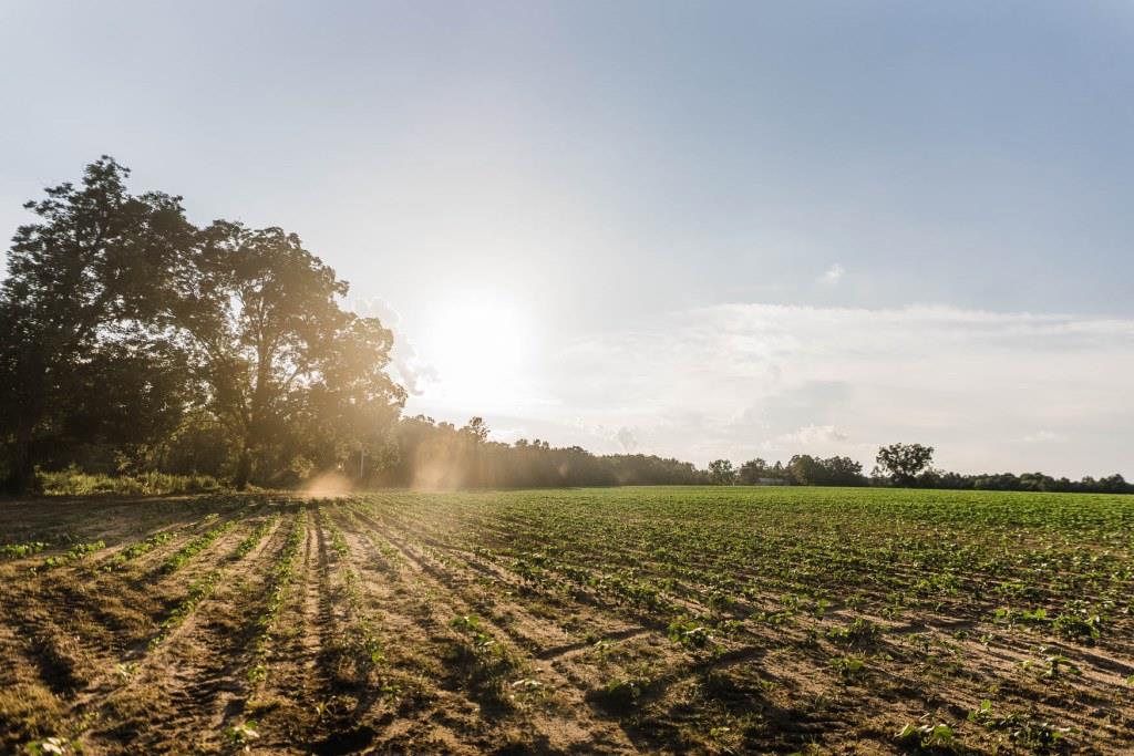 Bream Bed Farm Photo