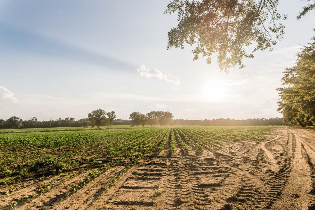 Bream Bed Farm Photo