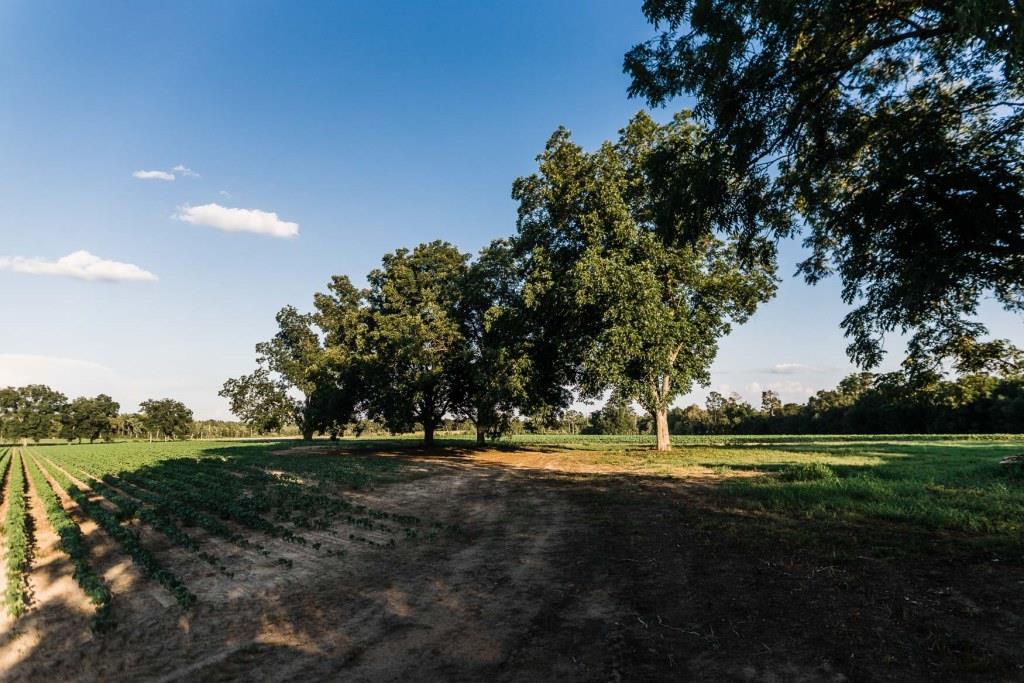 Bream Bed Farm Photo