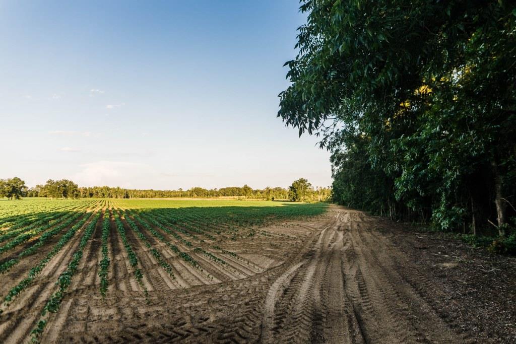 Bream Bed Farm Photo