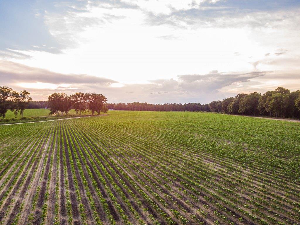 Bream Bed Farm Photo