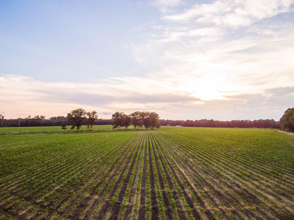 Bream Bed Farm Photo