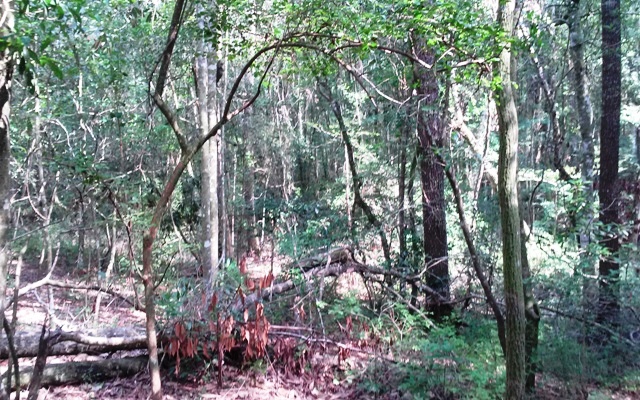 Ohoopee River Tract Photo