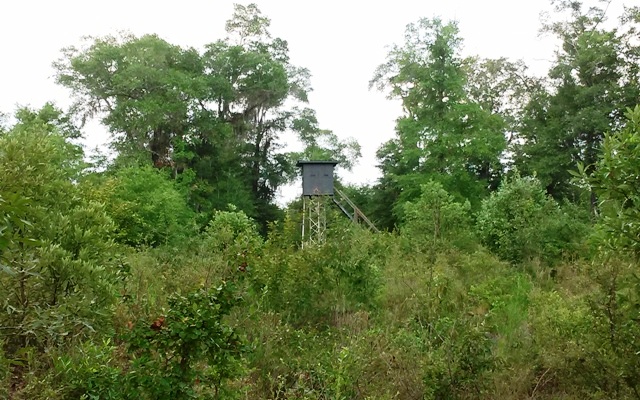 Ohoopee River Tract Photo