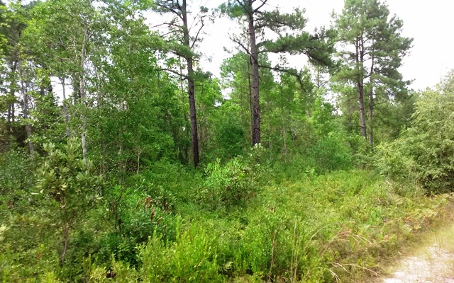 Ohoopee River Tract Photo