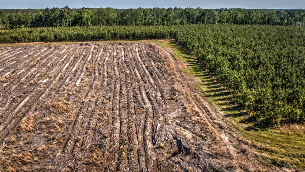 Tattnall Pines Photo