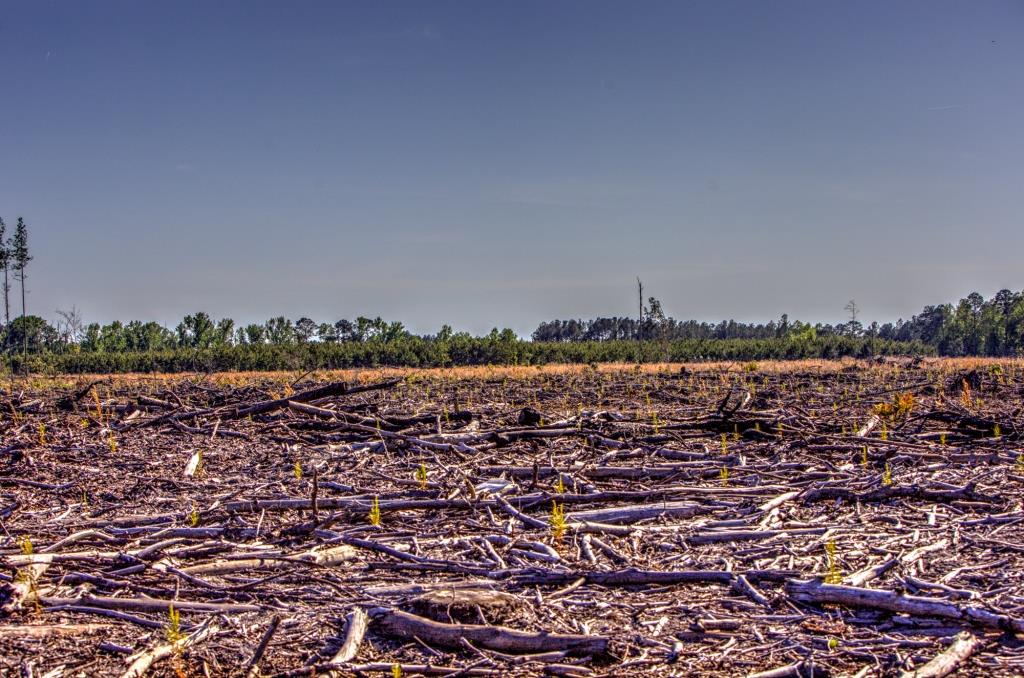 Tattnall Pines Photo