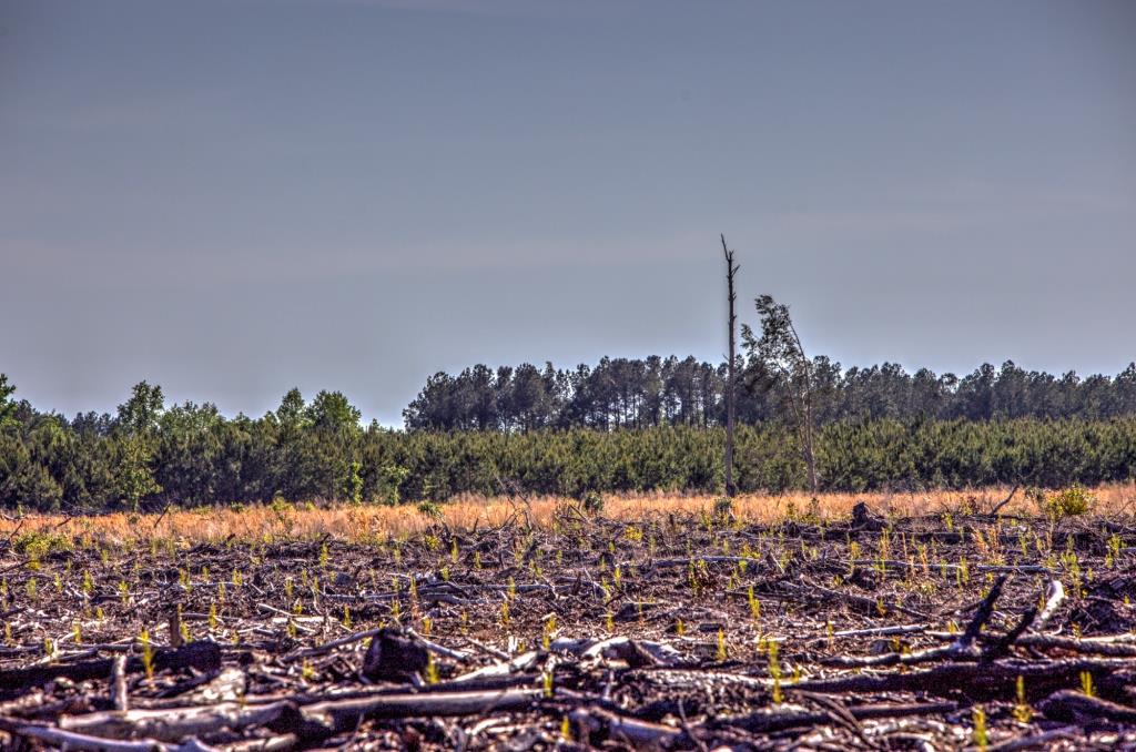 Tattnall Pines Photo