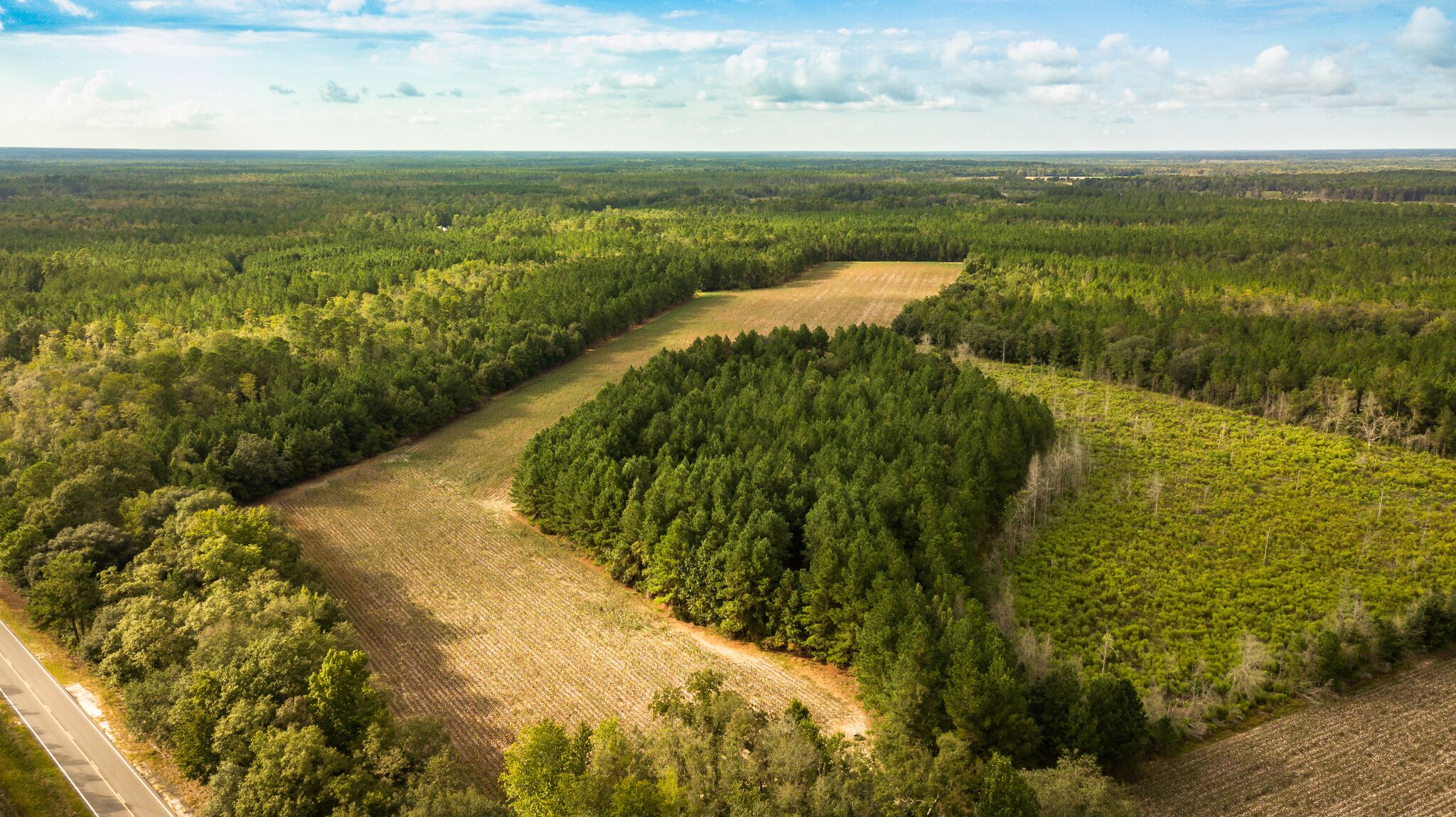 Cone Plantation 1 Photo