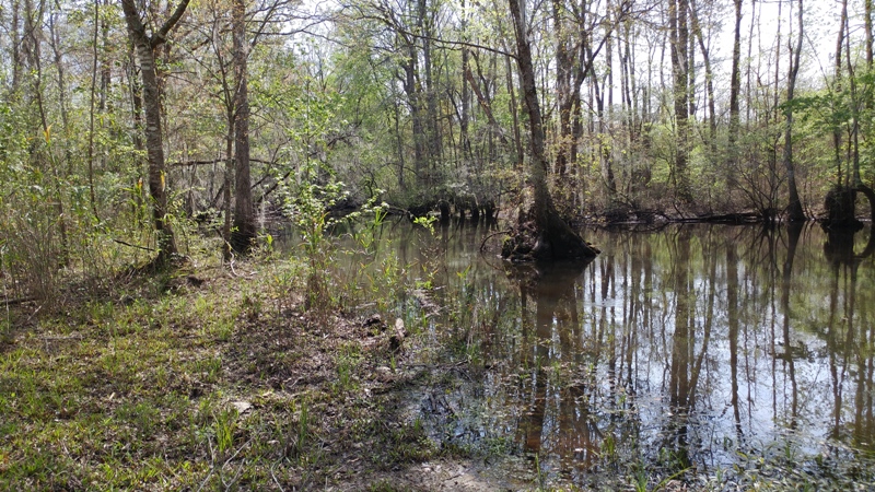 Bunn Lake Photo