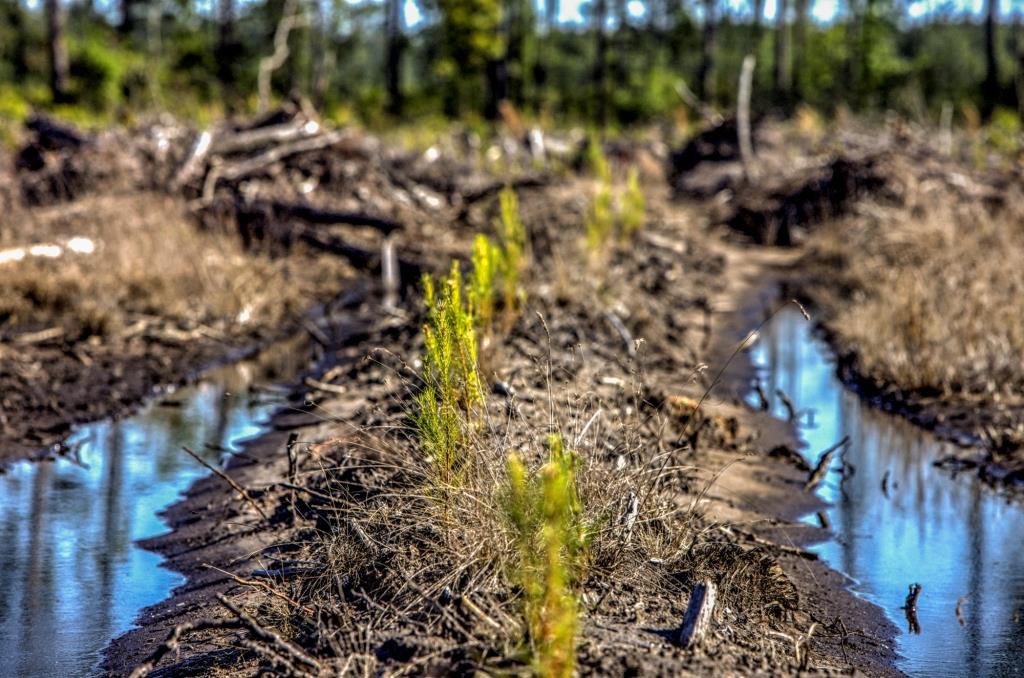 Tattnall Pines Photo