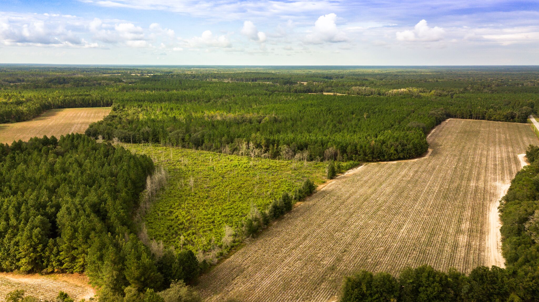 Cone Plantation 1 Photo