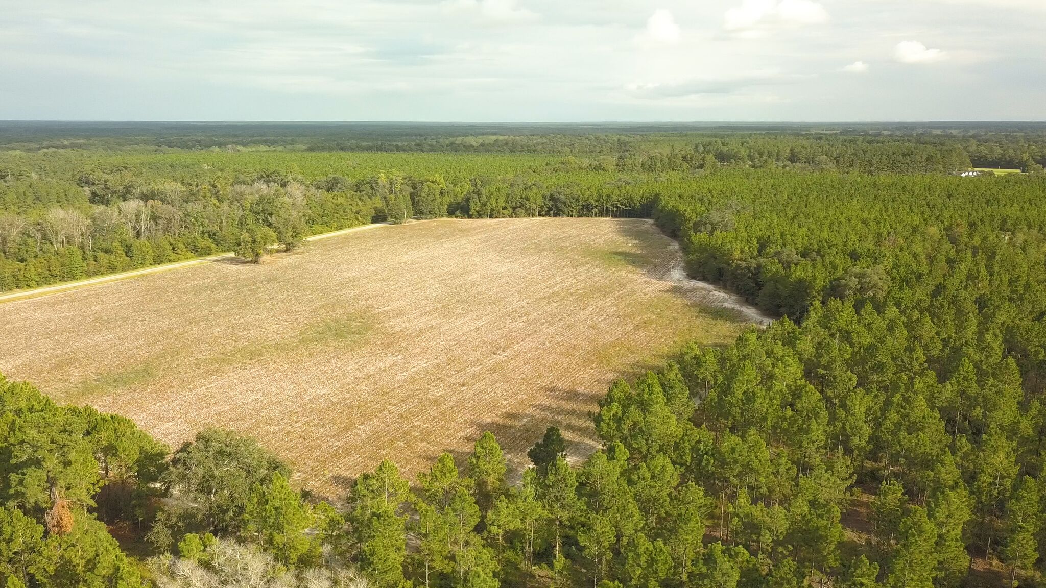 Cone Plantation 1 Photo