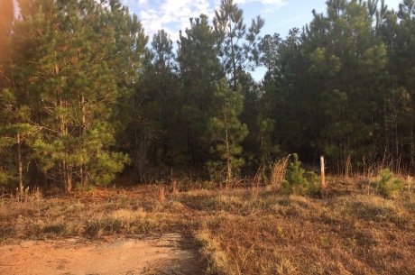 Bay Branch Homesite