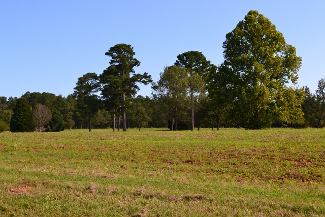 Hall Plantation Photo