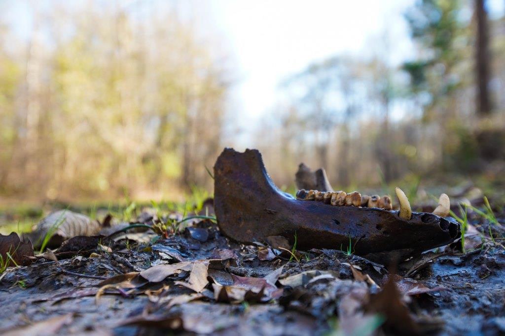 Rogers River Tract Photo