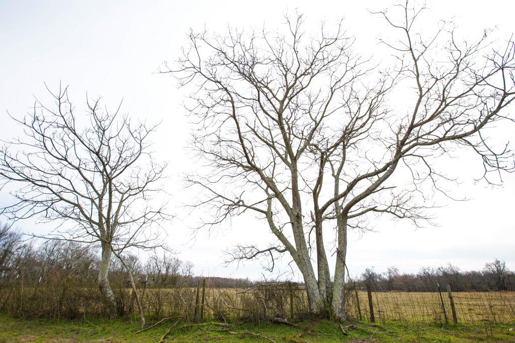 Brinson Farm Photo