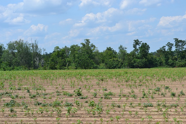 Sand Creek Farm Photo