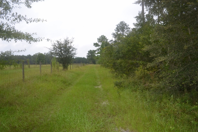 Live Oak Pond Photo