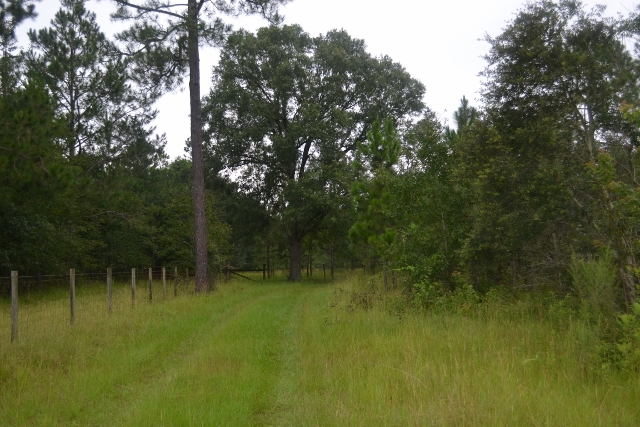 Live Oak Pond Photo