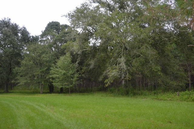 Live Oak Pond Photo