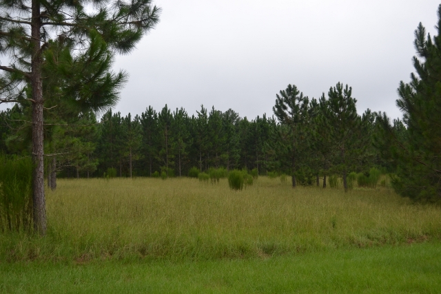 Live Oak Pond Photo