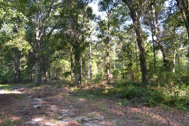 Bellamys Tract 2 Photo