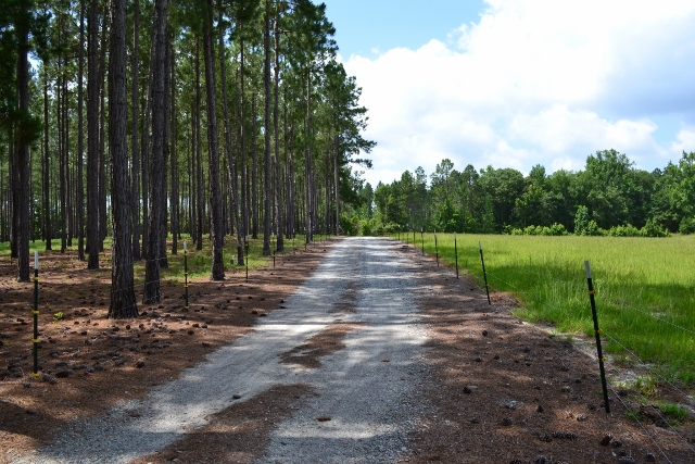 Whistling Pines Photo