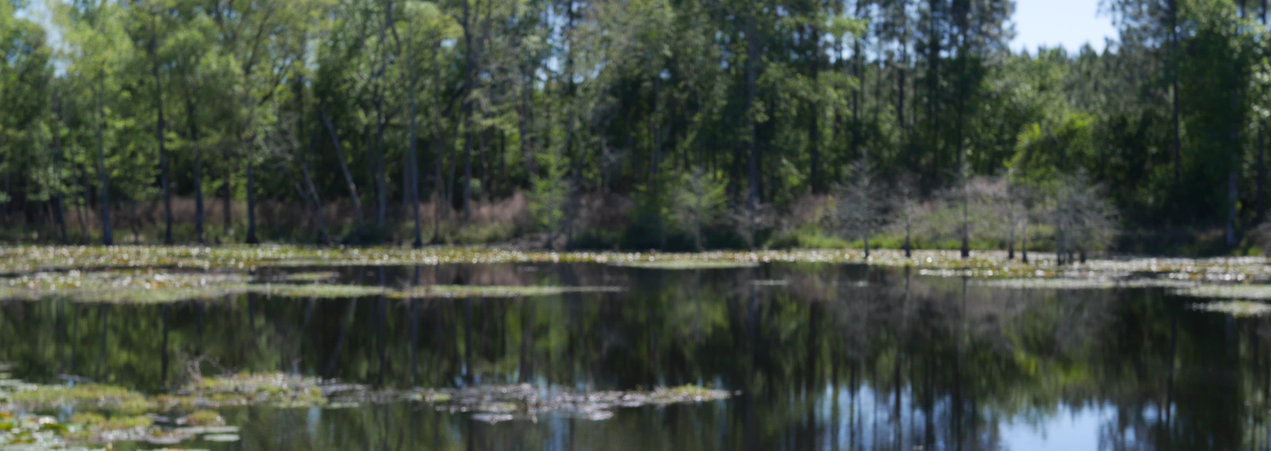 Saunders Pond Main Photo