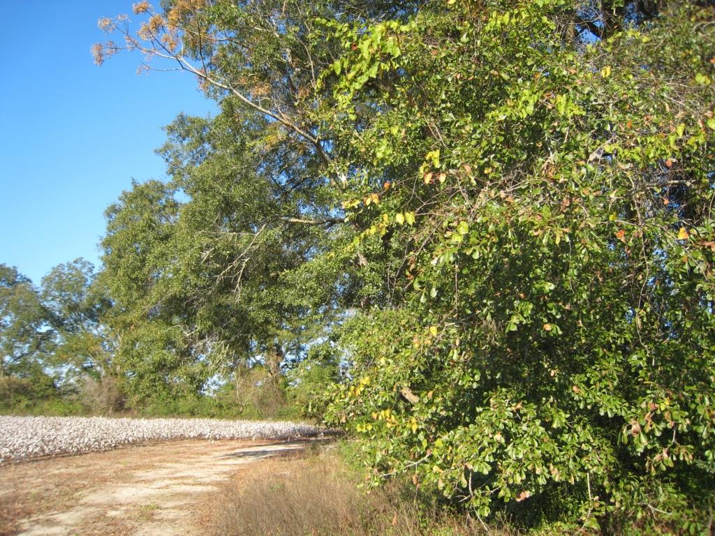 Brooklet Denmark Farm Photo