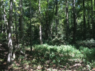 Whitaker Tract Photo