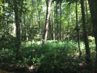 Whitaker Tract Photo