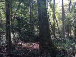 Whitaker Tract Photo