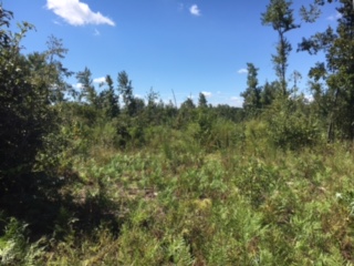 Whitaker Tract Photo