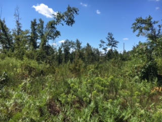 Whitaker Tract Photo