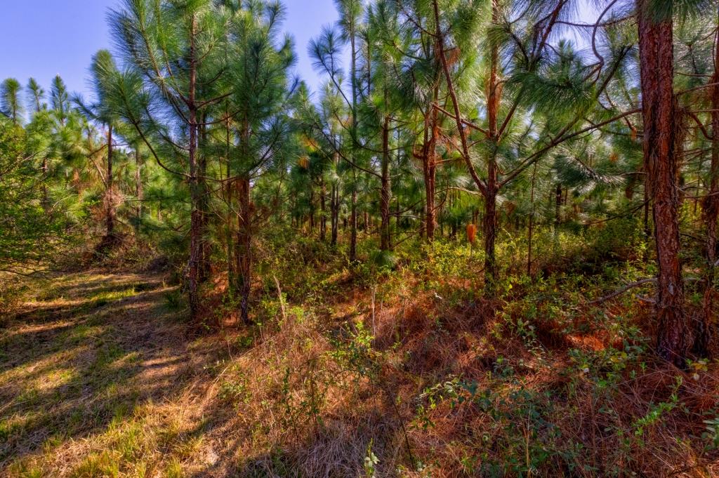 Peckham Pines Photo