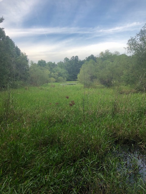 Grady Pond Photo