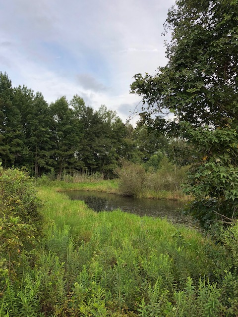 Grady Pond Photo