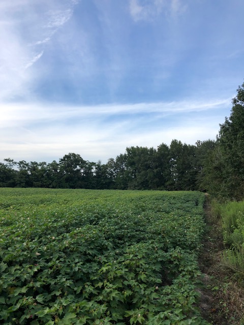 Grady Pond Photo