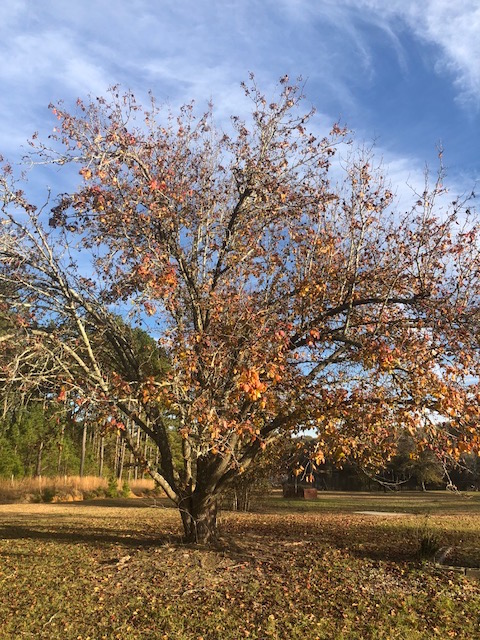 McElveen Pond Photo