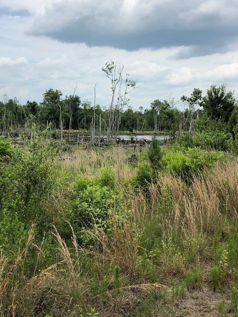 Starr Pond Photo