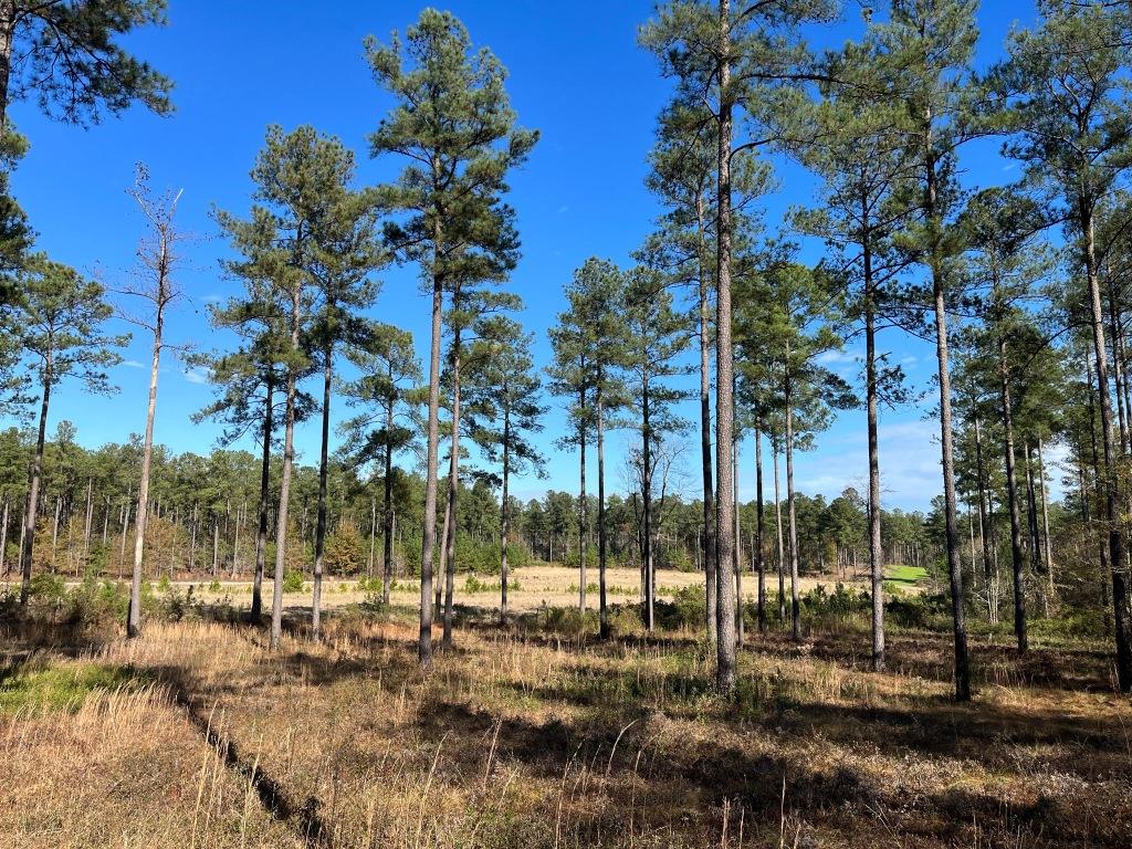 Brinson Bucks & Gobblers Photo