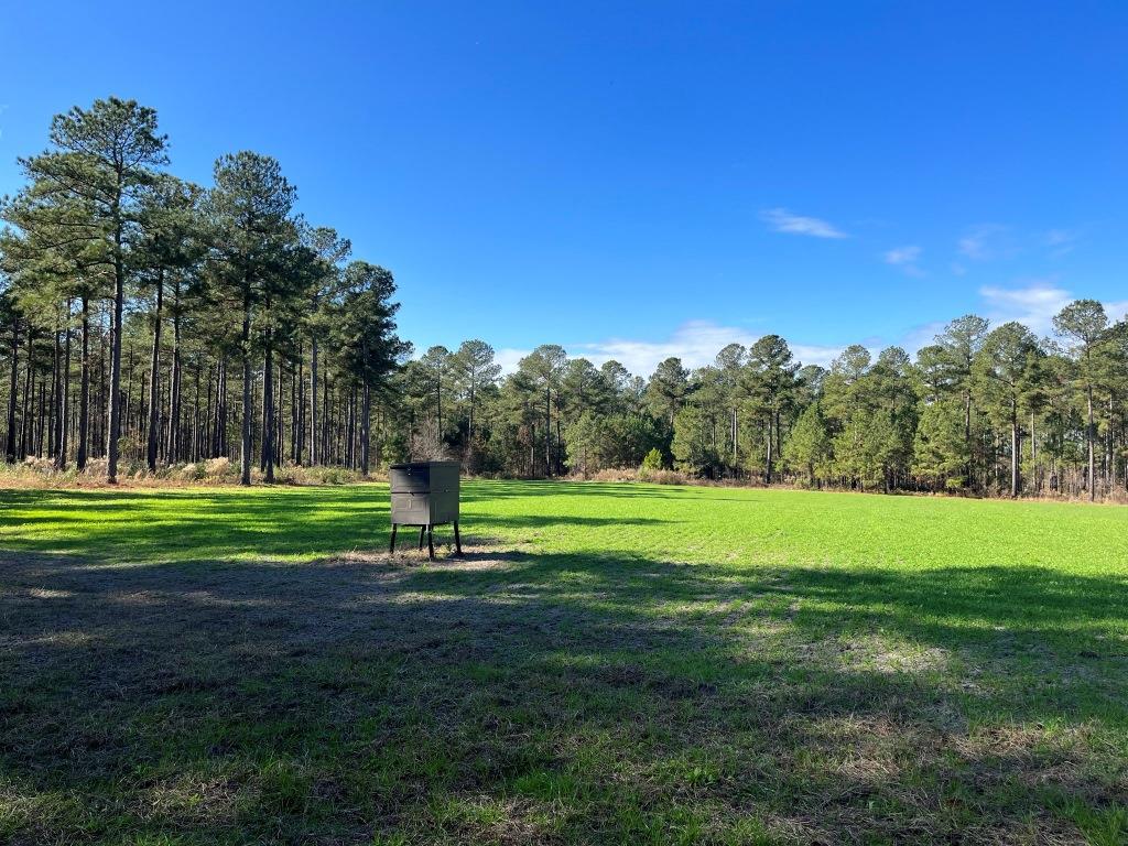 Brinson Bucks & Gobblers Photo