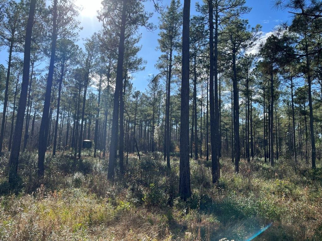 Brinson Bucks & Gobblers Photo