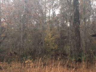 Ogeechee River Retreat Photo