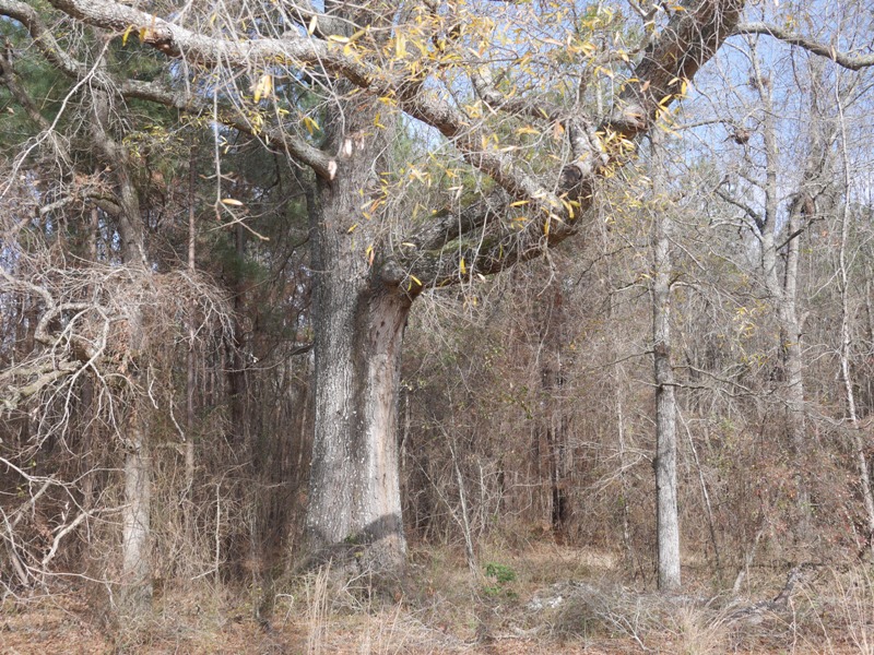 Temple Rd. Acreage Photo