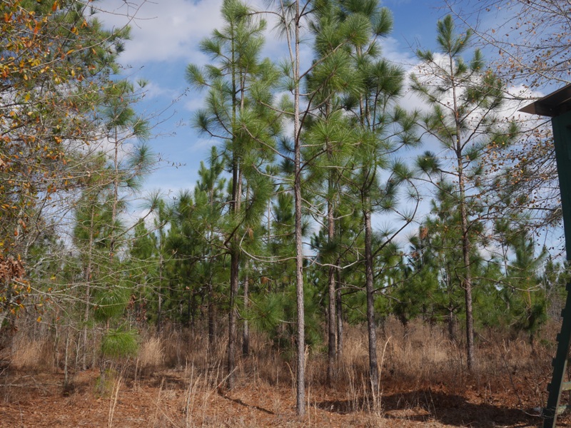 Temple Rd. Acreage Photo