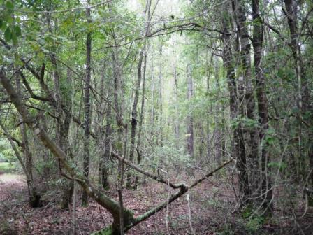 Piney Woods Photo